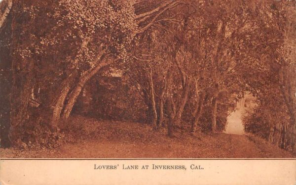 Inverness California Lovers Lane Scenic View Vintage Postcard AA77707