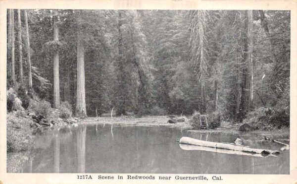 Guerneville California Scene In The Redwoods, B/W Photo Print Vintage PC U15520