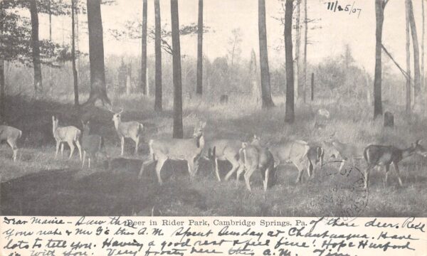 Cambridge Springs Pennsylvania Deer In Rider Park, Undivided Back, PC U16717