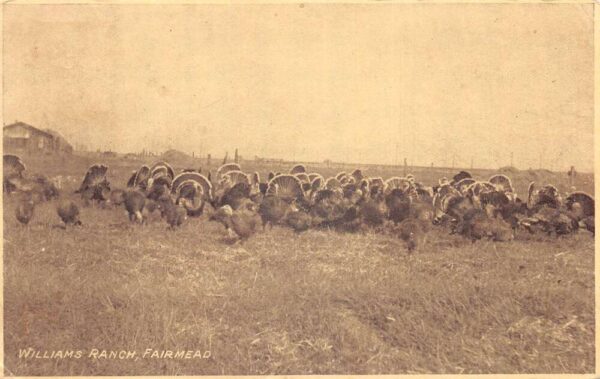 Fairmead California Williams Ranch Turkeys Thanksgiving Ad Postcard AA80912