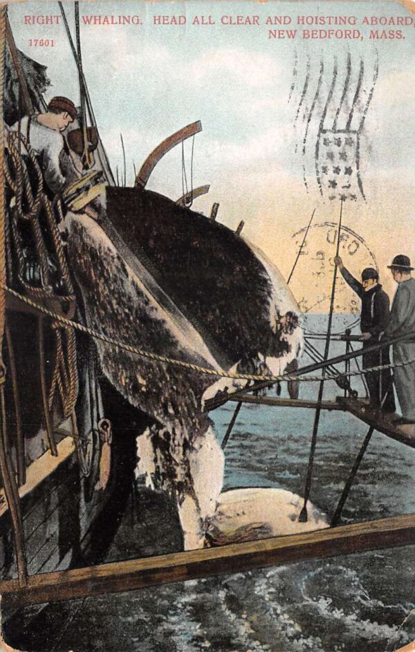 New Bedford Massachusetts Whaling Whalers Whale Head Vintage Postcard AA80997