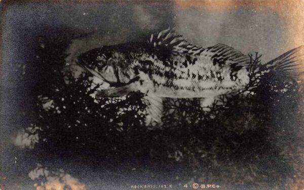 Avalon California Santa Catalina Island Rockbass Fish Real Photo PC AA82419