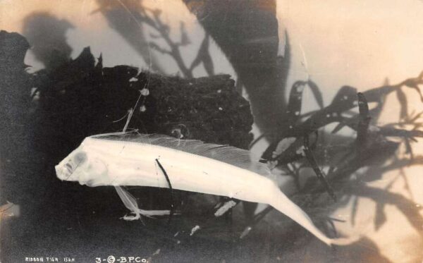 Avalon California Santa Catalina Island Ribbon Fish Real Photo Postcard AA82420