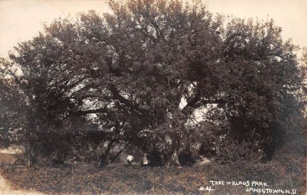 Jamestown North Dakota Tree in Klaus Park Real Photo Vintage Postcard AA82509