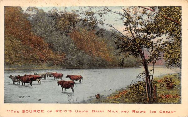 Reid's Union Dairy Milk Reids Ice Cream Vintage Postcard AA82647