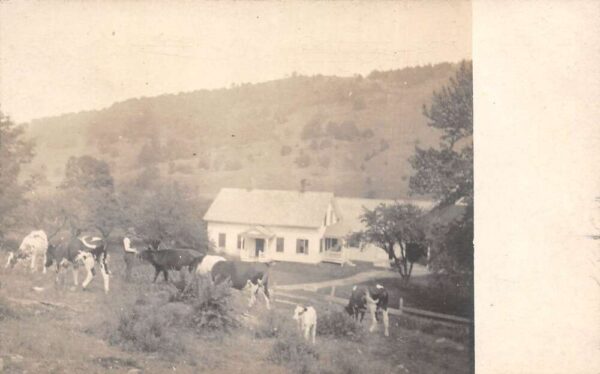 Cambridgeport Vermont Farming Scene Cows Real Photo Postcard AA82817