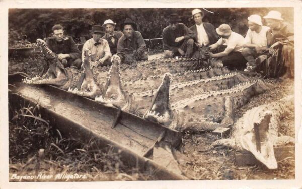 Bayano River Panama Hunters with Alligators Real Photo Vintage Postcard AA81695