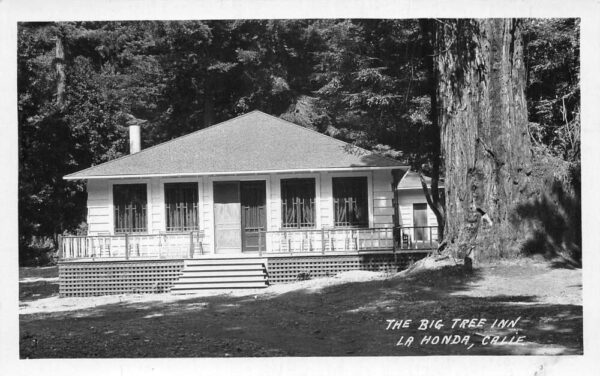 La Honda California Big Tree Inn Real Photo Vintage Postcard AA81735