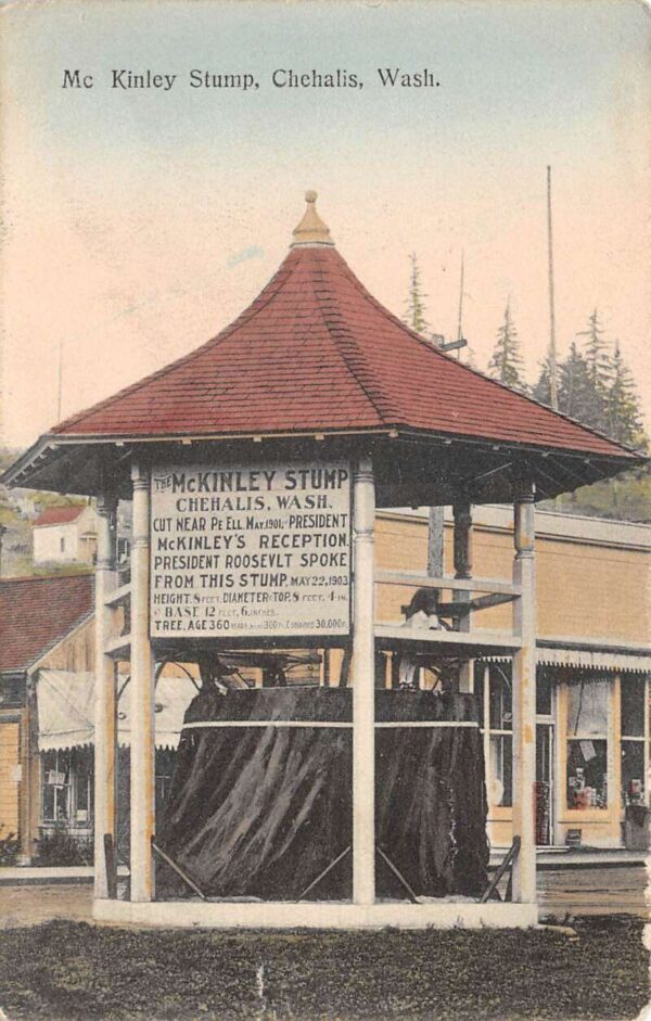 Chehalis Washington McKinley Stump Vintage Postcard AA81802
