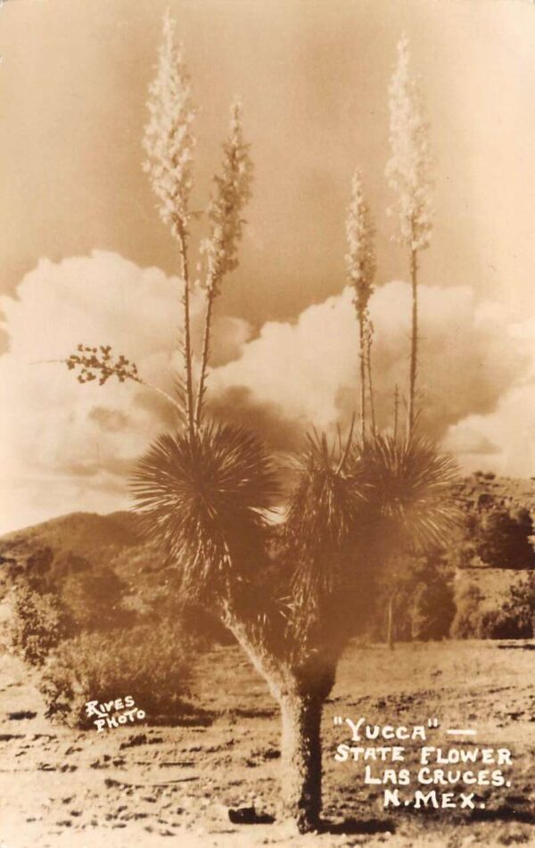 Las Cruces New Mexico Yucca State Flower Real Photo Vintage Postcard AA81806