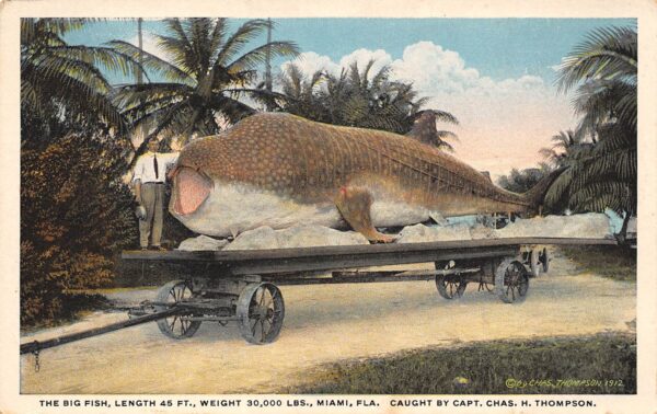 Miami Florida The Big Fish, White Border, Vintage Postcard U17629