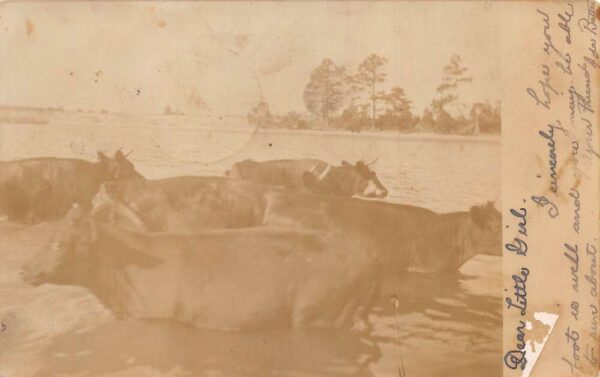 Royal Oak Maryland Cows Cattle Bathing in Water Real Photo Postcard AA82088
