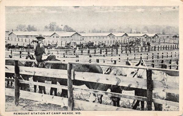 Camp Meade Maryland Remount Station Horses Vintage Postcard AA96243