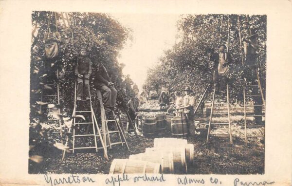 Adams County Pennsylvania Apple Orchard Scene Real Photo Postcard AA92848