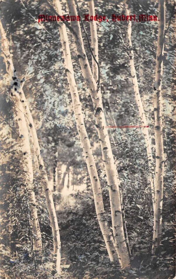 Hubert Minnesota Minnewawa Lodge Birch Trees Tinted Real Photo Postcard AA92962