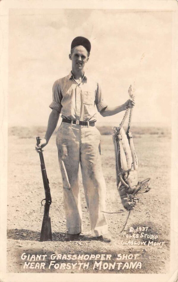 Forsyth Montana Giant Grasshopper Hunting Exaggeration Real Photo PC AA93245