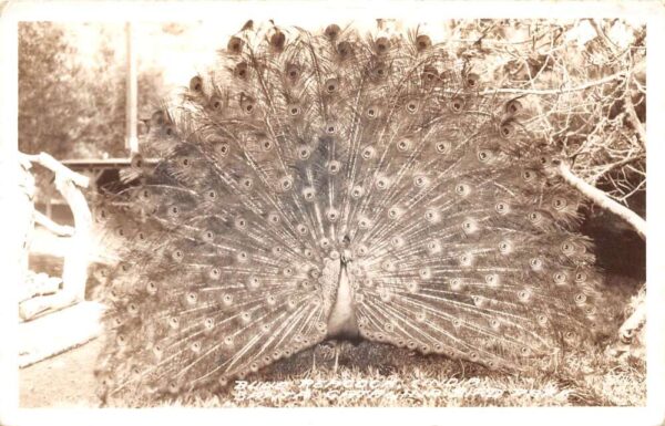 Santa Catalina California Bird Park Blue Peacock Real Photo Postcard AA94295