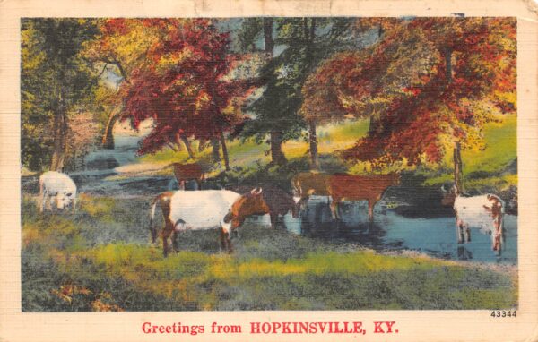 Hopkinsville Kentucky "Greetings From Hopkinsville" Grazing Cows, PC U22514