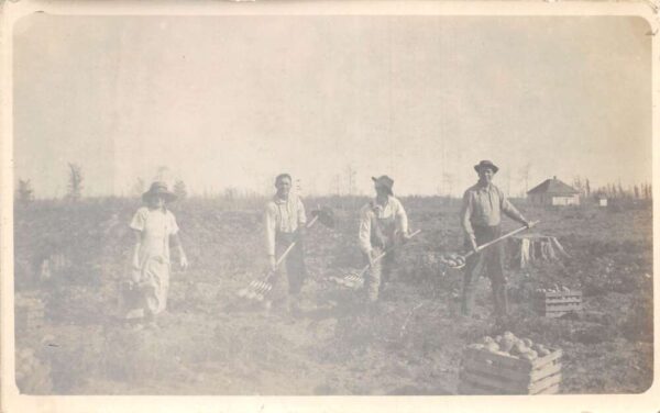 Potato Farm Harvest Farming Scene Real Photo Vintage Postcard AA90196