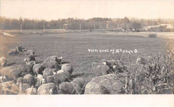 Stuben Ohio Sheep Farm Scenic View Real Photo Vintage Postcard AA90242