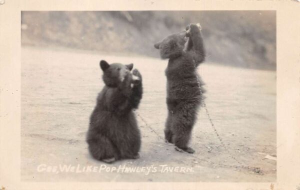 Kellogg Idaho Baby Black Bears Pop Hawleys Tavern Real Photo Postcard AA90591