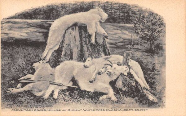 White Pass Alaska Hunting Mountain Goats Vintage Postcard AA90602