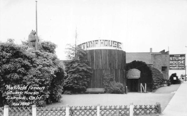 Eureka California World Famous Stump House Real Photo Vintage Postcard AA90639
