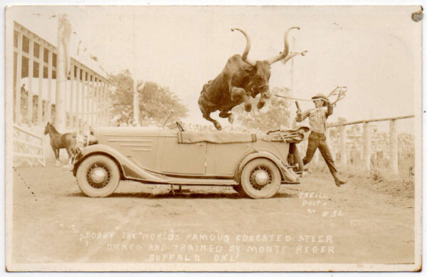 Buffalo Oklahoma Bobby Educated Steer Jumping over Car Real Photo PC AA90741