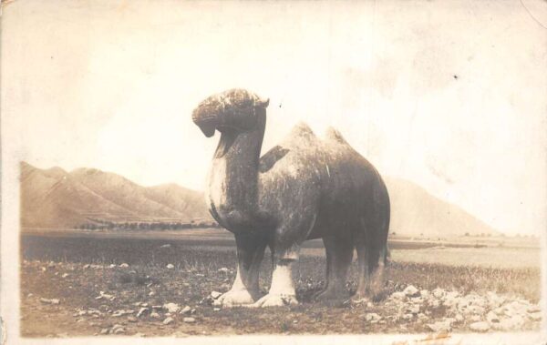Beijing China Ming Tombs Camel Statue Real Photo Postcard AA90769