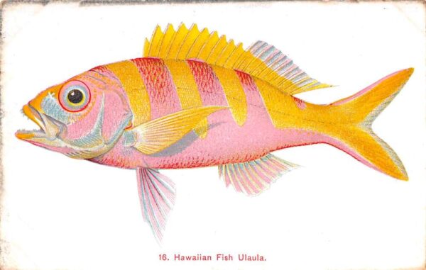Honolulu Hawaii Fish Ulaula Private Mail Vintage Postcard AA90783