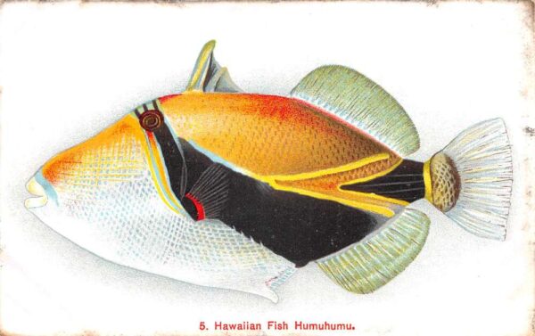 Honolulu Hawaii Fish Humuhumu Private Mail Vintage Postcard AA90785