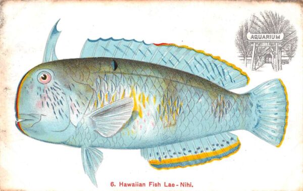 Honolulu Hawaii Aquarium Fish Lae-Nihi Private Mail Vintage Postcard AA90786