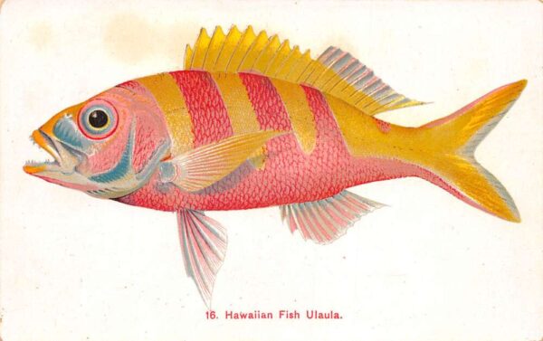 Honolulu Hawaii Fish Ulaula Private Mail Vintage Postcard AA90787