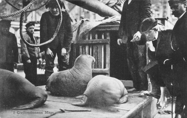 Denmark Sailors and Seals on Docks Vintage Postcard AA90795