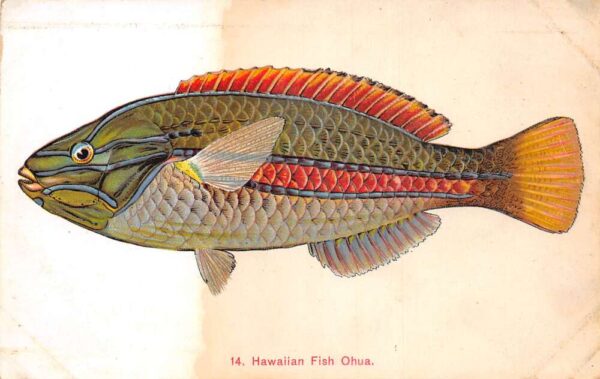 Honolulu Hawaii Fish Ohua Private Mail Vintage Postcard AA90812