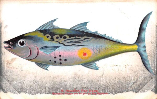 Honolulu Hawaii Fish Kawa Private Mail Vintage Postcard AA90813