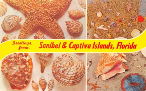 Sanibel Captiva Islands Florida Greetings Seashells Vintage Postcard AA90833