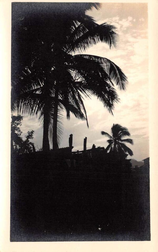 Miami Beach Florida Palm Trees Scenic View Real Photo Vintage Postcard AA90845