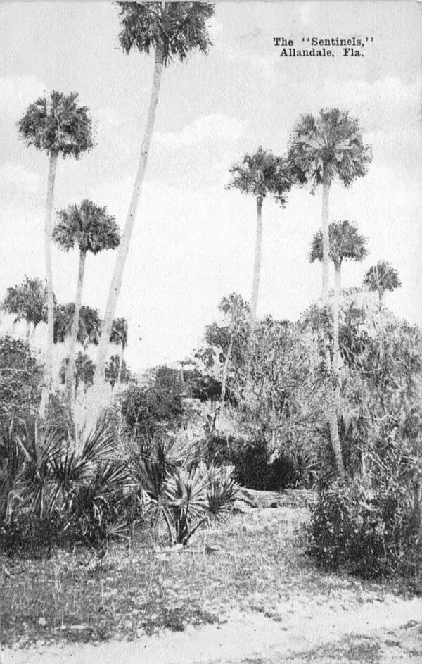 Allandale Florida The Sentinels Scenic View Vintage Postcard AA90853