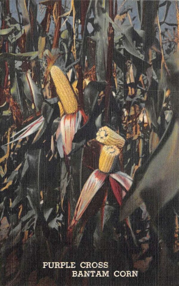 Max Schling Seedsman Purplecross Bantam Corn Food Ad Farming Postcard AA91117