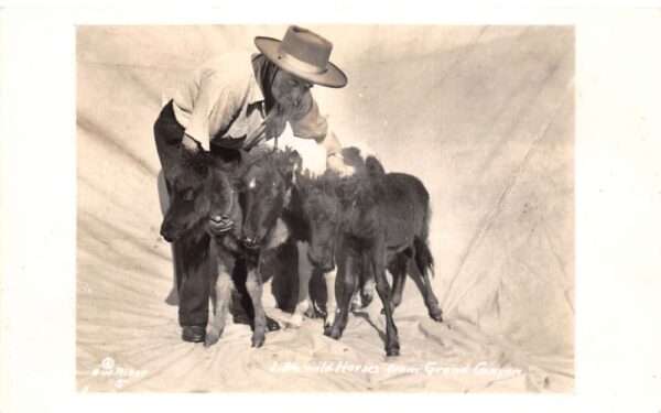Grand Canyon Arizona Little Wild Horses Real Photo Vintage Postcard AA91142
