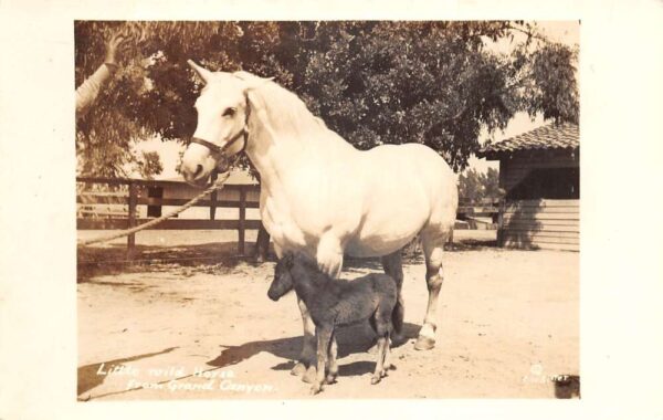 Grand Canyon Arizona Wild Horses Real Photo Vintage Postcard AA91143