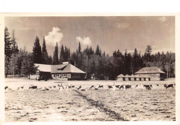 Kaibab National Forest Arizona VT Ranch Real Photo Vintage Postcard AA91161