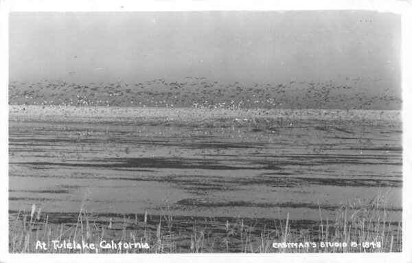 Tulelake California Birds Flying Away Scenic View Real Photo Postcard AA91192