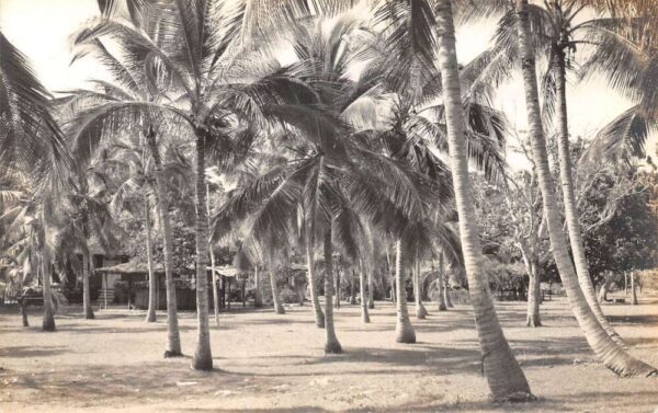 Cienfuegos Cuba Pasa Caballo Tourist Club Palm Trees Real Photo Postcard AA91550