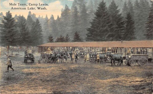 American Lake Washington Camp Lewis Mule Team Vintage Postcard AA92056