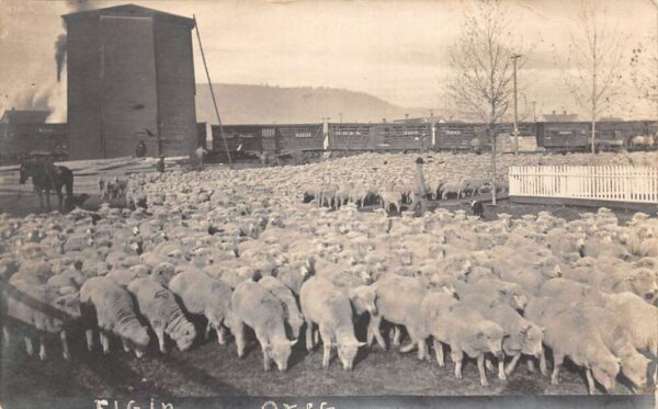 Elgin Oregon Sheep Ranch and Railroad Real Photo Vintage Postcard AA92434