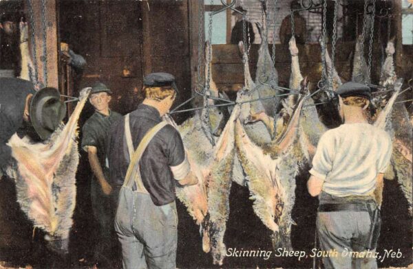 South Omaha Nebraska Skinning Sheep Farming Scene Ranch Vintage Postcard AA92446