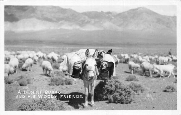 Desert Burro Donkey and Sheep Ranch Scene Real Photo Vintage Postcard AA92450