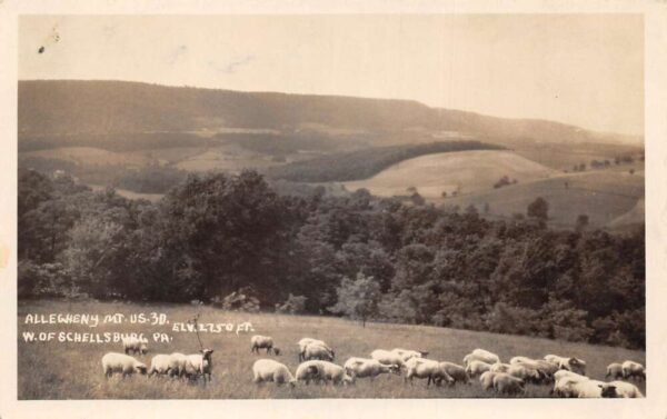 Schellsburg Pennsylvania Allegheny Mountains Sheep Real Photo Postcard AA92477